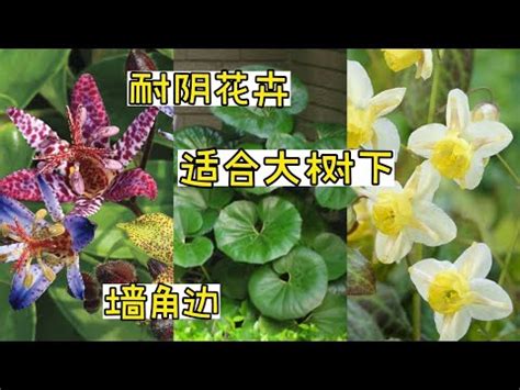 室外耐陰植物|最耐陰的植物推薦？